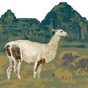 https://illustrations.oliviercharpentier.com:443/files/gimgs/th-30_TBDEF LAMA_v2.jpg
